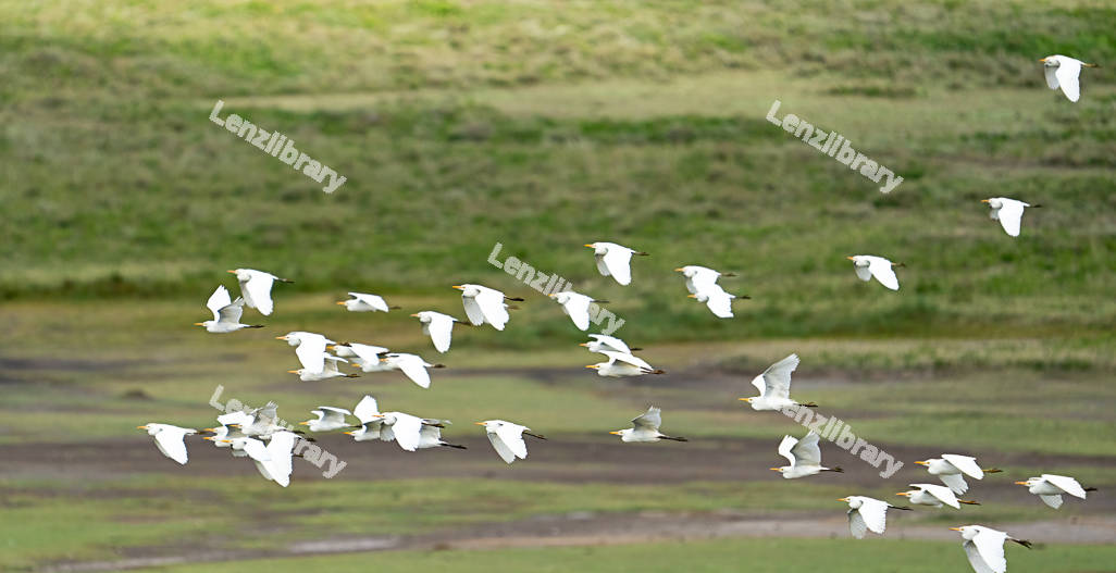 A Flock of Seagull
